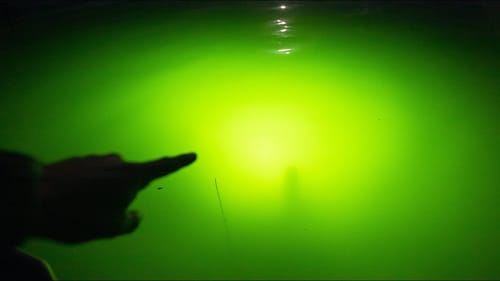 Big Bass in Underwater Lights! (Fishing Lake Fork)