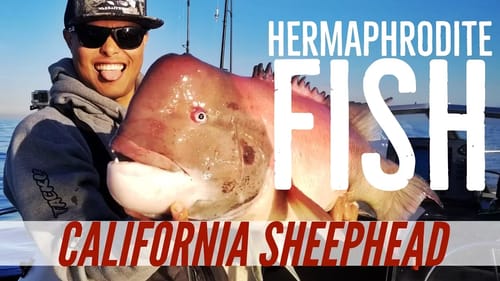 California Sheephead Fishing out of Long Beach - The Hermaphrodite Fish