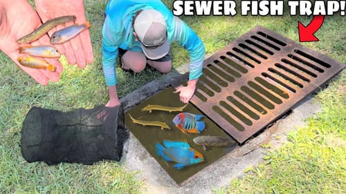 Sewer FISH TRAP Catches EXOTIC FISH For My AQUARIUM!