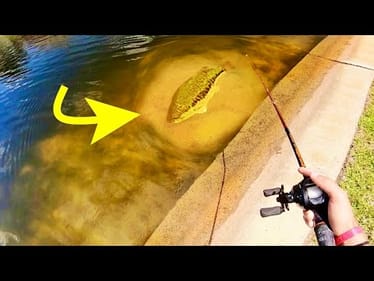 SIGHT FISHING for MONSTER BASS!!