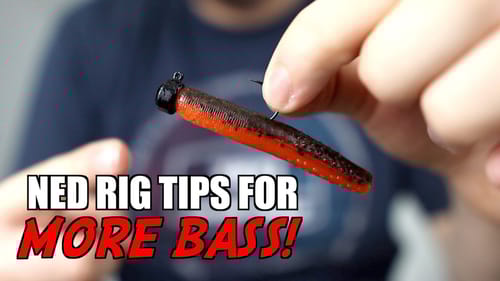 3 Ned Rig Tips to Catch MORE Bass!