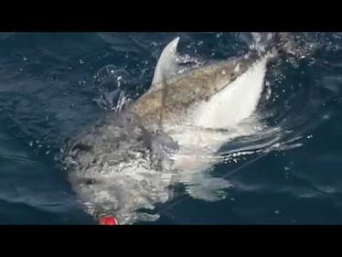GREAT BARRIER REEF GIANT TREVALLY - HOME TURF Ep. 8 Tyson Palmer, Cairns Qld