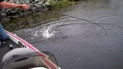 Sight Fishing with the Mattlures U2 Bluegill