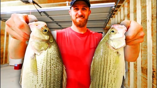 White Bass CATCH and COOK on Lake Guntersville! Fishing Shad Crankbaits!