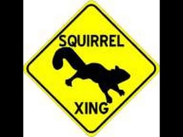 Squirrel Runner