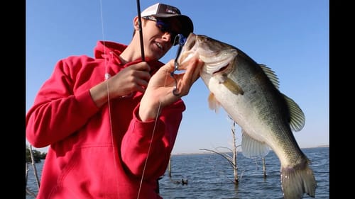 Texas Rig Worm for Bass in the Post Spawn