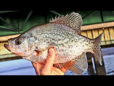 Crappie Fishing Bridges | Targeting BIG SCHOOLS For BIG SLABS! (Crappie Fishing Tips)
