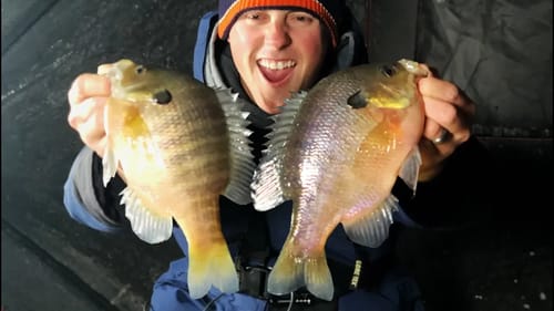Monster Bluegill Ice Fishing! Catching True Giants.