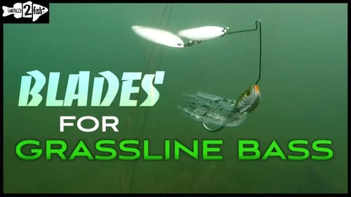 Tips for Targeting Grassline Bass With Spinnerbaits