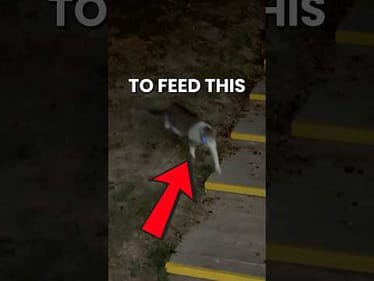 Can We Catch a Fish for a Stray Cat's Dinner? #fishing #fishingvideos