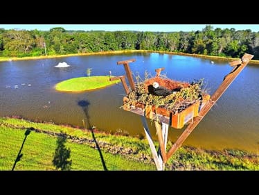 Eagles are Nesting at the 5 Acre Pond!