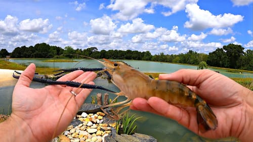 Adding 5,000 Prawns to Our New Pond!