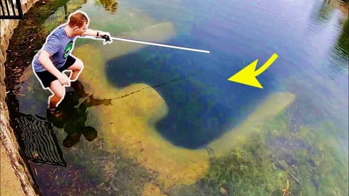 WE FOUND INSANE FISH in CRYSTAL CLEAR URBAN POND!!