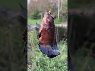 roadside fishing florida