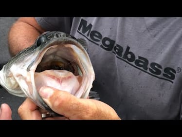 Why You Should Smell Inside The Mouth’s Of Bass You Catch