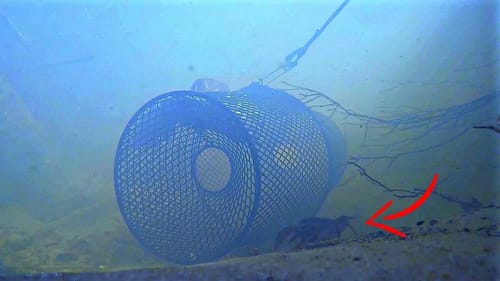 How to Catch Crawfish (Underwater View)
