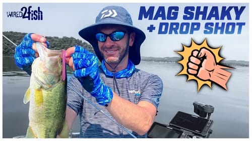 Magnum Shaky Head and Drop Shot Combo for Ledge Bass