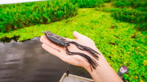 EXPLOSIVE FROG EATS ALL DAY! Going Fishing In Invasive Grass Choked Shallow Waters