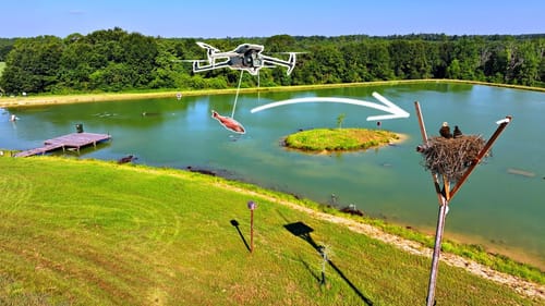 Delivering Fish to the Eagle Nest with a Drone!