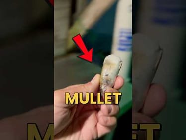 Is Cut Mullet REALLY The BEST Bait For Night Fishing? #fishing #fishingvideos #mullet