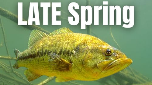 POST SPAWN Bass Fishing | Complete Guide (Where do bass go???)