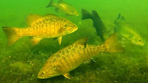 Catch A LIMIT Every Time With These 2 TIPS