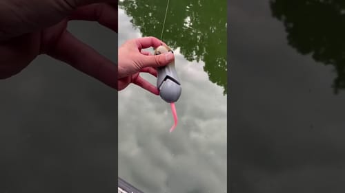 Swimbait Reviews: Pat's Squirrel