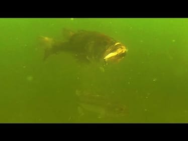 Winter Jerkbait Tips and Techniques