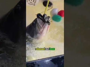 BEST LiveWell Treatment We’ve Tested!