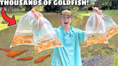 STOCKING My POND With THOUSANDS Of GOLDFISH!