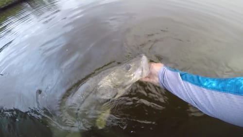 Swimbait Slammers