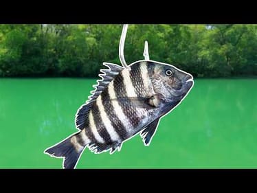 Fishing w/ Livebait for GIANT Fish!