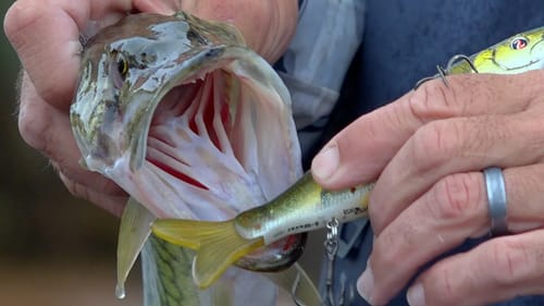 Going Ike!!! Do Big Baits Catch Big Fish? Swimbait Fishing with Mike Iaconelli