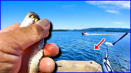 Fishing BIG LIVE BAIT In DEEP Water INFESTED With PREDATORS!!!