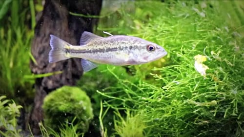 Minor Pet Bass Surgery