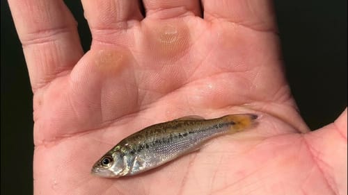 How Long Have Bass Been On The Planet?...(And What This Tells Us About Them)