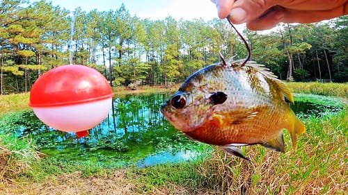LIVE BAIT Fishing in my Backyard Pond for GIANT Fish!