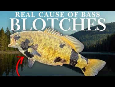 TRUTH on WHY Bass Get Black Blotches & Red Lips!
