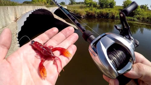 Bridge Bass Were CRUSHING The Craw!