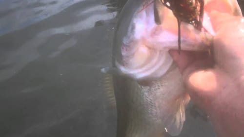 Bass fishing- flipping and pitching