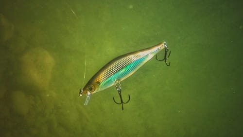 Rapala Shadow Rap Shad Underwater Video