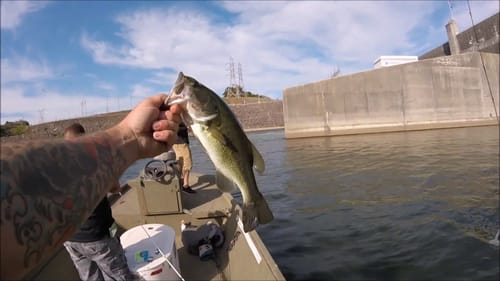 BASS FISHING THE HOLSTON BELOW CHEROKEE DAM