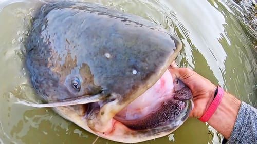 The CRAZIEST CATFISH I've EVER SEEN!!!