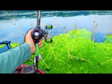 TopWater Fishing Has NEVER Been This GOOD (Insane!)