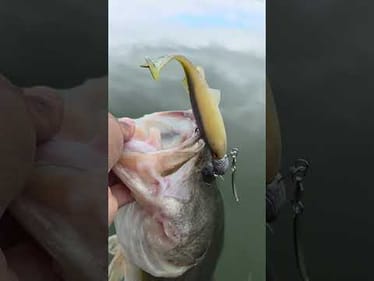 Weedless Is Overated!