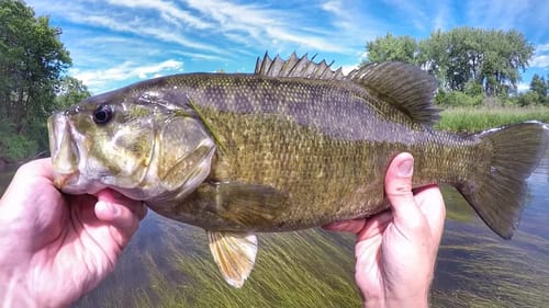Whopper Plopper Smallies