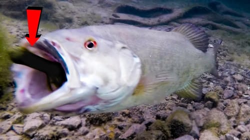 How Fish React To Different Lures - Incredible Underwater Bite Footage!