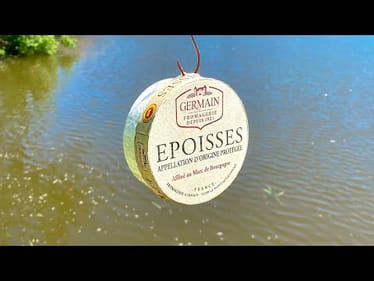 Will Fish Eat the Stinkiest Cheese in the World?