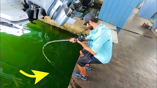 HOW DO DOCK FISH GET THIS BIG??? (MONSTER)