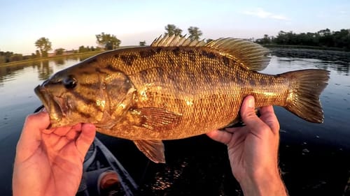 Smallmouth Bass Topwater Blast!